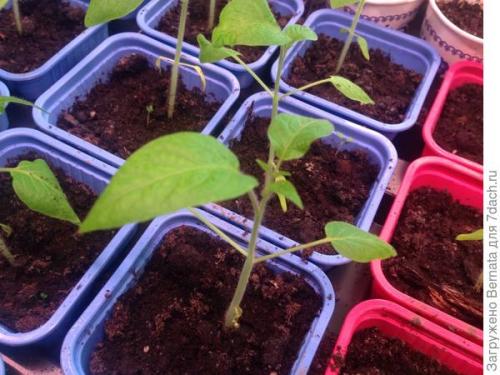 Томат Розовый Гигант. Картофелелистный томат Розовый Гигант - любовь с первого всхода