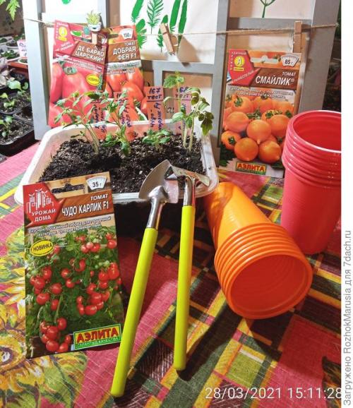 Лучшие сорта томатов фирмы аэлита. Пару сортов, два гибрида - итого четыре вида! Начинаем тестирование томатов от Аэлиты