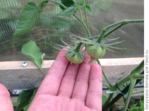 Томат Розовый Гигант. Картофелелистный томат Розовый Гигант - любовь с первого всхода