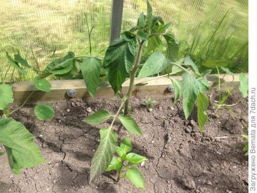 Томат Розовый Гигант. Картофелелистный томат Розовый Гигант - любовь с первого всхода