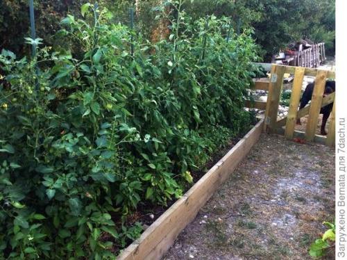 Томат Розовый Гигант. Картофелелистный томат Розовый Гигант - любовь с первого всхода