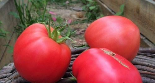 Семена томата Розовый спам. Сорт томата Розовый спам: характеристика, отзывы, фото