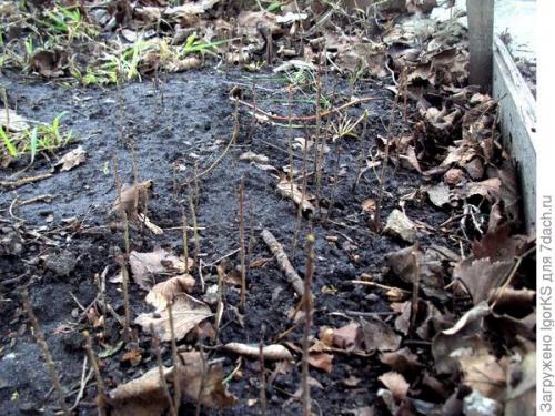 Как правильно посадить саженец боярышника 'Пауль Скарлет' для быстрого укоренения. Как я вырастил Боярышник из семян