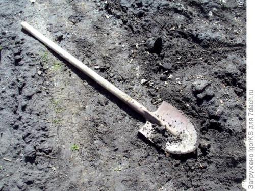 Как правильно посадить саженец боярышника 'Пауль Скарлет' для быстрого укоренения. Как я вырастил Боярышник из семян