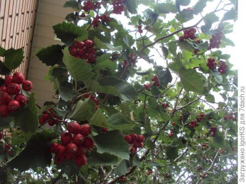 Как правильно посадить саженец боярышника 'Пауль Скарлет' для быстрого укоренения. Как я вырастил Боярышник из семян