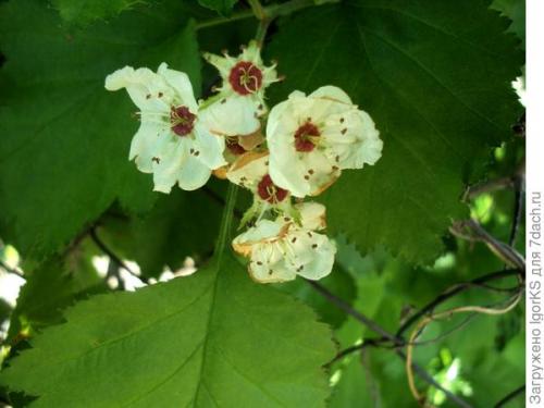 Как правильно посадить саженец боярышника 'Пауль Скарлет' для быстрого укоренения. Как я вырастил Боярышник из семян