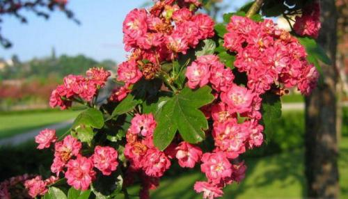 Как часто нужно поливать саженец боярышника 'Пауль Скарлет' в сухую погоду. Боярышник Пауль Скарлет: фото, посадка и уход