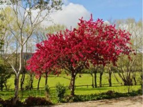 Какие болезни и вредители могут поражать саженец боярышника 'Пауль Скарлет. Боярышник Пол Скарлет