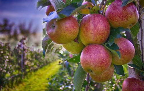 Чем можно удобрять яблони осенью под зиму. Чем подкормить молодые и старые яблони: в чем отличие 09 Чем можно удобрять яблони осенью под зиму. Чем подкормить молодые и старые яблони: в чем отличие 09