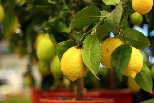 Сладкие сорта лимона. Лучшие сорта лимонов для выращивания дома