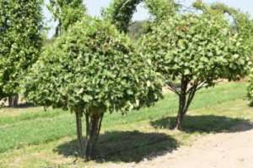 Боярышник Пауль Scarlett на штамбе: как выращивать и ухаживать за этим уникальным растением 11