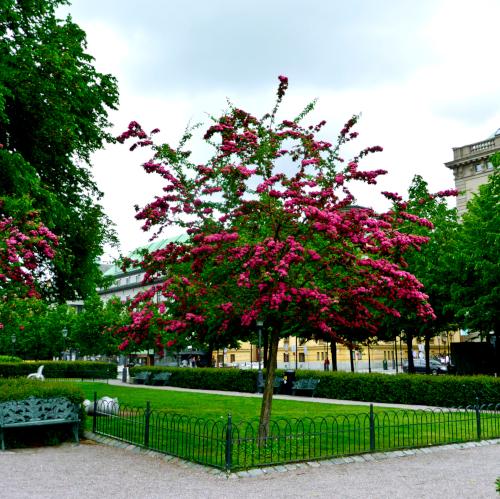 Какие особенности имеет боярышник Пауль Scarlett на штамбе по сравнению с другими сортами боярышника. Боярышник Пауль Скарлет. Описание, фото на штамбе, посадка и уход