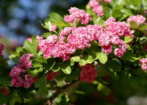 Какие особенности имеет боярышник Пауль Scarlett на штамбе по сравнению с другими сортами боярышника. Боярышник Пауль Скарлет. Описание, фото на штамбе, посадка и уход