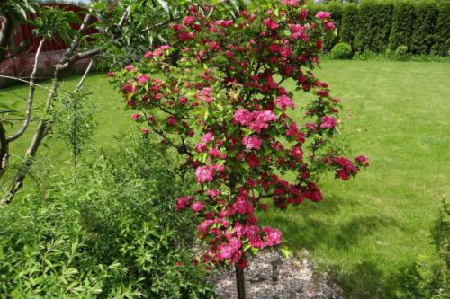 Какие особенности имеет боярышник Пауль Scarlett на штамбе по сравнению с другими сортами боярышника. Боярышник Пауль Скарлет. Описание, фото на штамбе, посадка и уход