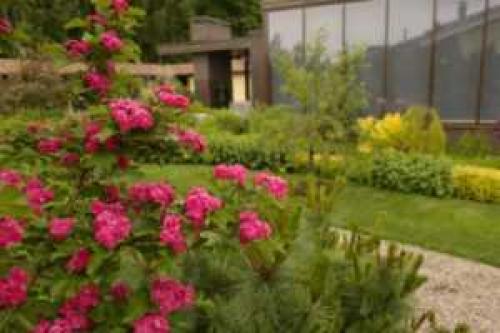 Боярышник Пауль Scarlett на штамбе: как выращивать и ухаживать за этим уникальным растением 10