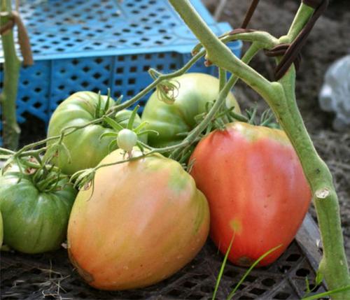 Рожевий мед помідор. Помидоры Розовый мед – отзывы, описание сорта томата с фото, достоинства и недостатки