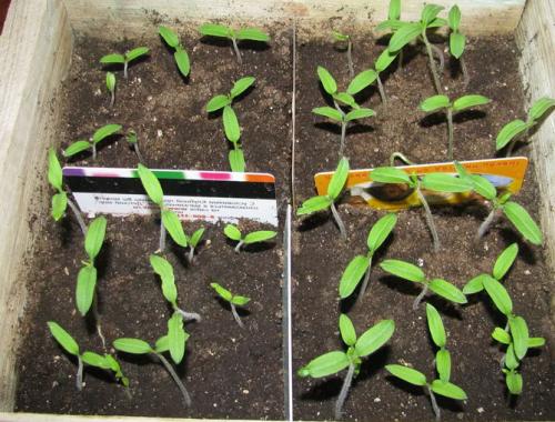 Рожевий мед помідор. Помидоры Розовый мед – отзывы, описание сорта томата с фото, достоинства и недостатки