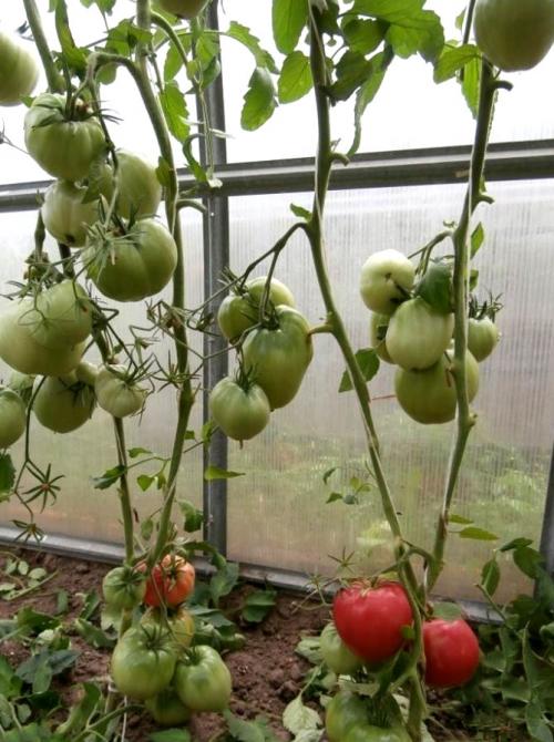 Рожевий мед помідор. Помидоры Розовый мед – отзывы, описание сорта томата с фото, достоинства и недостатки