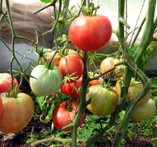 Рожевий мед помідор. Помидоры Розовый мед – отзывы, описание сорта томата с фото, достоинства и недостатки