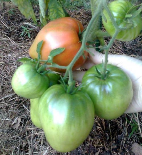 Рожевий мед помідор. Помидоры Розовый мед – отзывы, описание сорта томата с фото, достоинства и недостатки
