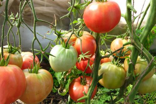 Рожевий мед помідор. Помидоры Розовый мед – отзывы, описание сорта томата с фото, достоинства и недостатки