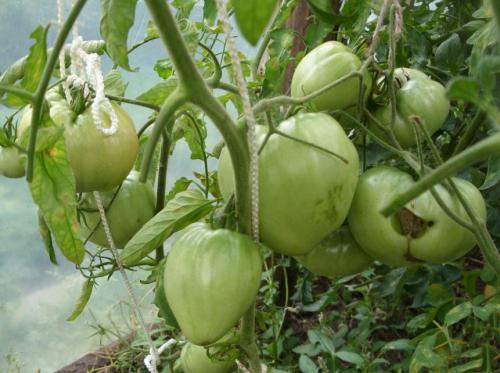 Рожевий мед помідор. Помидоры Розовый мед – отзывы, описание сорта томата с фото, достоинства и недостатки