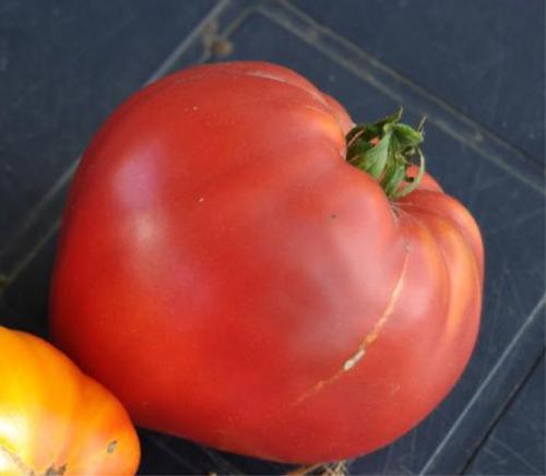 Рожевий мед помідор. Помидоры Розовый мед – отзывы, описание сорта томата с фото, достоинства и недостатки