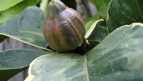 Важные правила ухода за цитрусовыми. Основные требования к окружающей среде 03 Важные правила ухода за цитрусовыми. Основные требования к окружающей среде 03