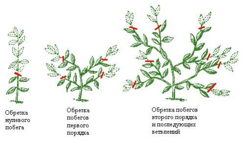 Лимон комнатный опадают листья. Повреждение корневой системы