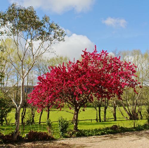 Как правильно ухаживать за боярышником 'Поль Скарлет. Боярышник Пауль Скарлет: фото, посадка и уход