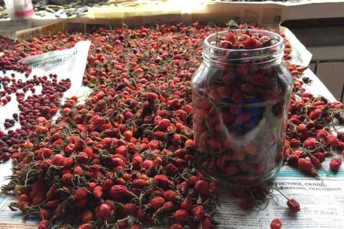 Как собирать и сушить плоды боярышника 'Поль Скарлет. Методы сушки ягод