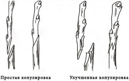 Какие инструменты лучше использовать для обрезки боярышника Пауль Скарлет. Боярышник Пауль Скарлет. Описание, фото на штамбе, посадка и уход