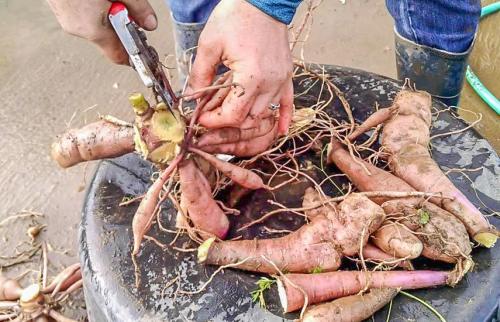 Как укрыть георгины на зиму. Как подготовить георгины к зиме: пошаговый рецепт