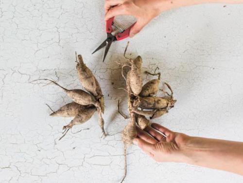 Как выкапывать георгины. Когда выкапывать георгины осенью