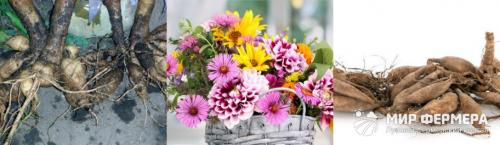 Когда на зиму выкапывают георгины. Когда выкапывать георгины