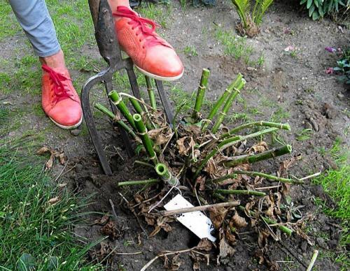 Как убрать георгины. Как правильно хранить георгины зимой, когда выкапывать клубни?