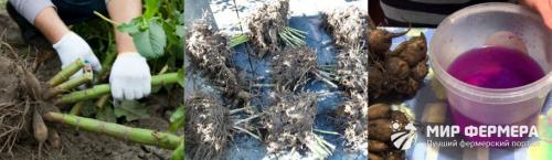 Когда на зиму выкапывают георгины. Когда выкапывать георгины