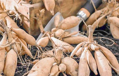 Как укрыть георгины на зиму. Как подготовить георгины к зиме: пошаговый рецепт