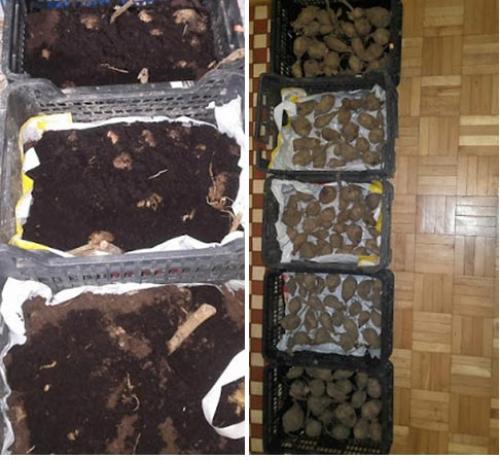 Как убрать георгины. Как правильно хранить георгины зимой, когда выкапывать клубни?