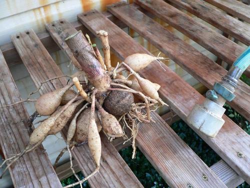 Когда выкапывать георгины в украине. Георгины осенью: когда выкапывать и как хранить?