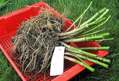 Как убрать георгины. Как правильно хранить георгины зимой, когда выкапывать клубни?