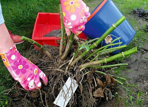 Как убрать георгины. Как правильно хранить георгины зимой, когда выкапывать клубни?