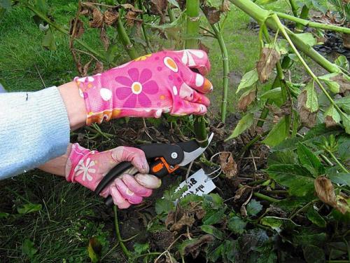 Как убрать георгины. Как правильно хранить георгины зимой, когда выкапывать клубни?