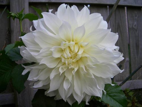 Когда выкапывать георгины в украине. Георгины осенью: когда выкапывать и как хранить?