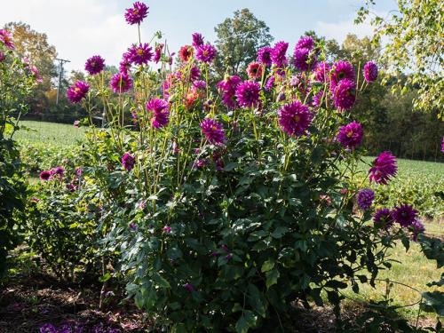 Когда выкапывать георгины в украине. Георгины осенью: когда выкапывать и как хранить?