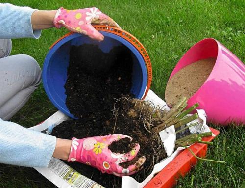 Как убрать георгины. Как правильно хранить георгины зимой, когда выкапывать клубни?