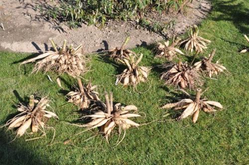 Как убрать георгины. Как правильно хранить георгины зимой, когда выкапывать клубни?