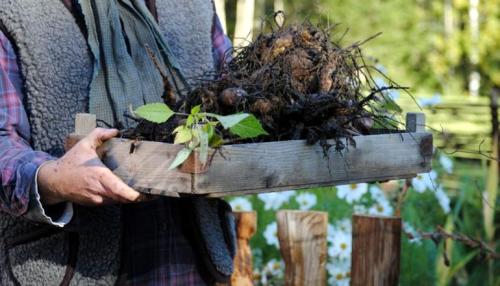 Как убрать георгины. Как правильно хранить георгины зимой, когда выкапывать клубни?