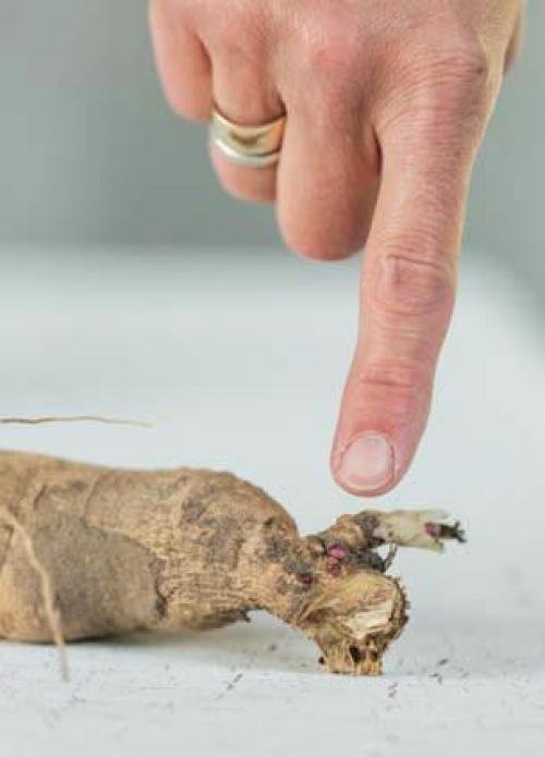 Как выкапывать георгины. Когда выкапывать георгины осенью