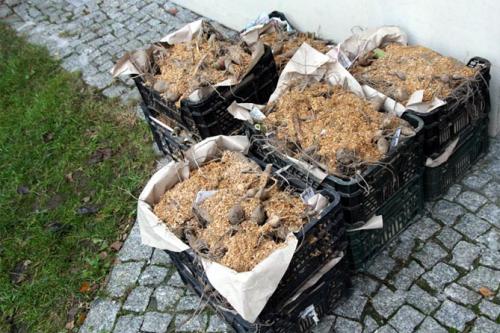 Как убрать георгины. Как правильно хранить георгины зимой, когда выкапывать клубни?